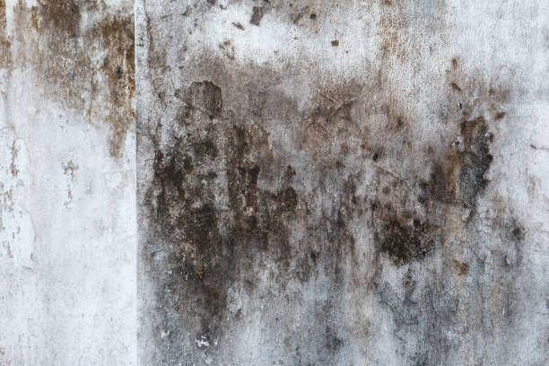 Best HVAC Mold Inspection and Cleaning  in East Vineland, NJ