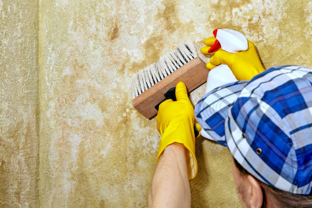 Best Biohazard Mold Removal  in East Vineland, NJ
