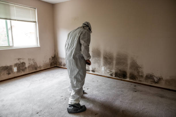 Best Comprehensive Air Testing for Mold Contaminants  in East Vineland, NJ
