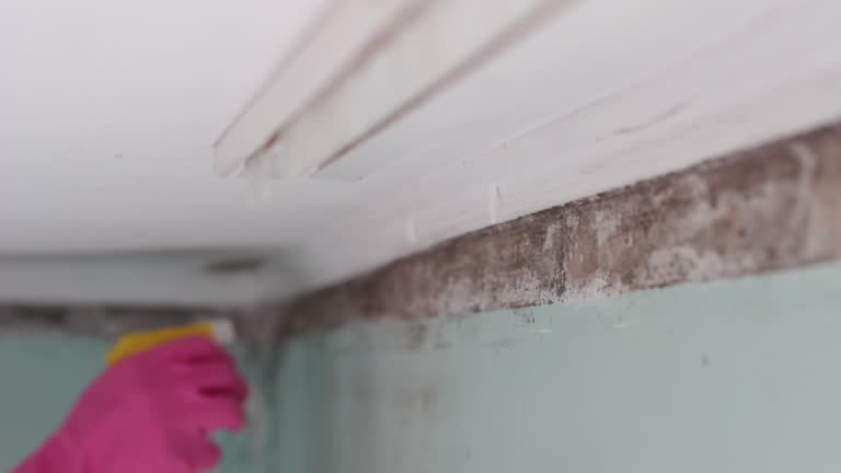 Mold Remediation for Rental Properties in East Vineland, NJ